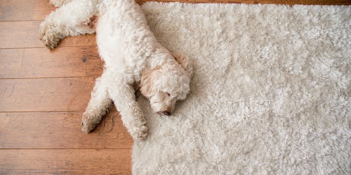 dog laying on rug